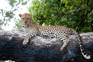Virtual Public Participation Forum On Nairobi National Park’s Draft Management Plan
