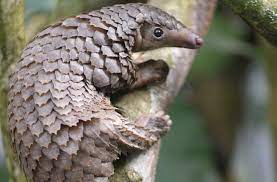 China Raises Protection For Pangolins By Removing Scales From Medicine List