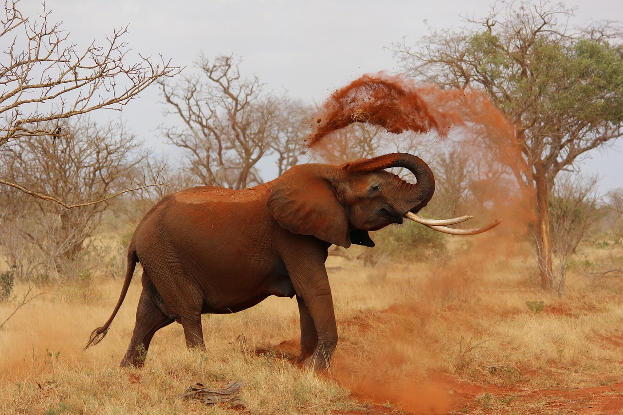 Mt. Elgon Elephant Project