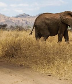 Postpone, don’t cancel – The East African Wildlife Society