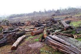 The Fight for Kenya’s Forests