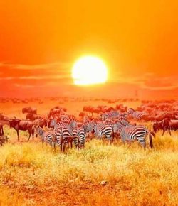 Adopt an acre in the Mara!
