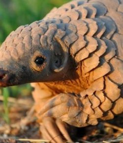 China Raises Protection For Pangolins By Removing Scales From Medicine List