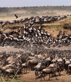 Alarm over tented camp on the path of migrating wildebeest in the Mara