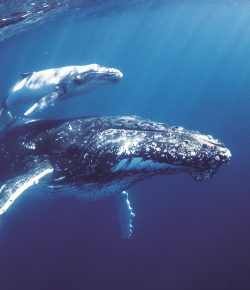 World Ocean Day